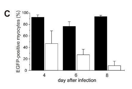 RNA Interference